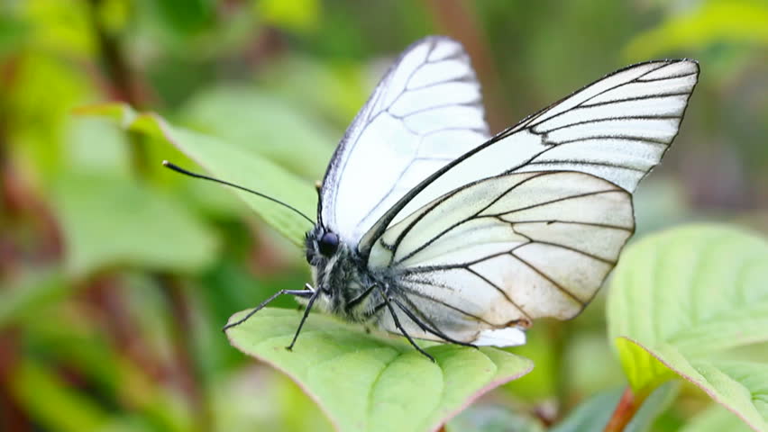 white butterfly on green leaf macro  - aporia crataegi
