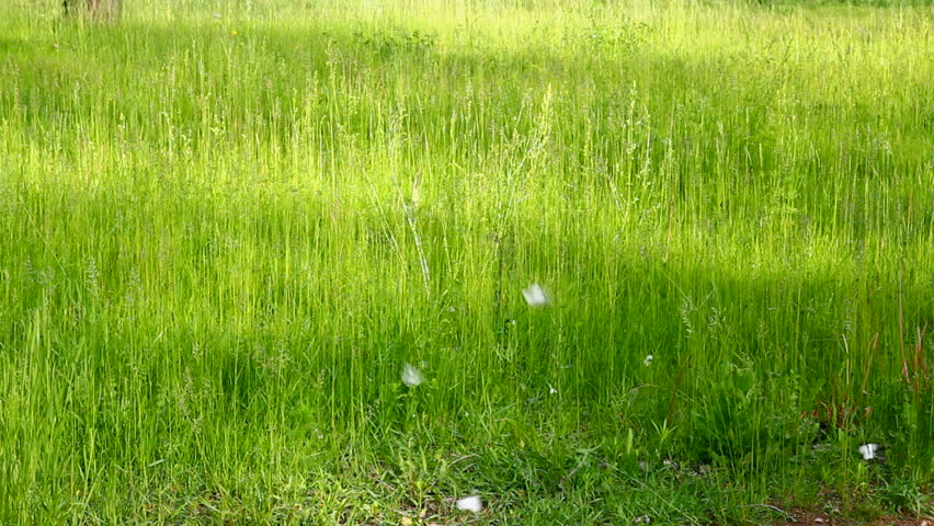 white butterfly on green grass background  - aporia crataegi