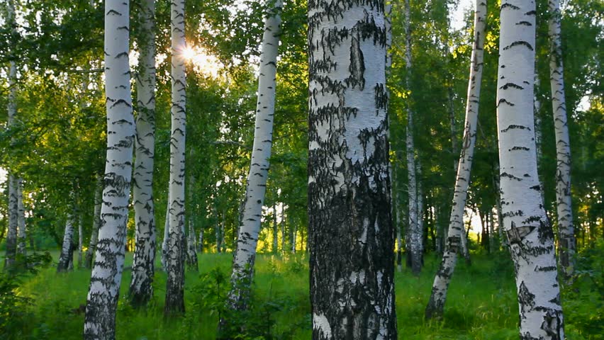 summer birch woods in Russia