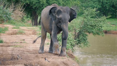 Elephant Trunk up and screaming in Sri lanka national park