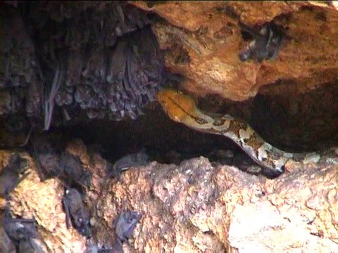 Reticulated python hunting wrinkled-lipped bats (Tadarida plicata) in a Thai cave