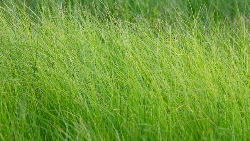 Tall Green Grass Background Stock Footage Video 100 Royalty Free Shutterstock