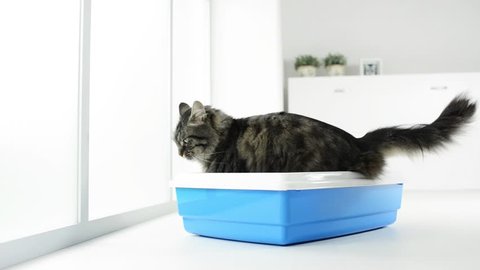 Long hair cat using the litter box at home, pet care and hygiene concept