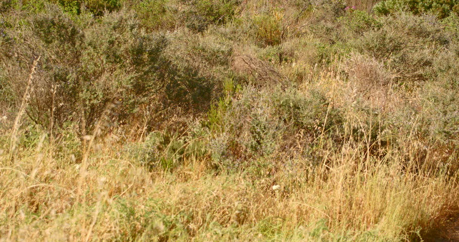 Tilt up through fynbos bushes to reveal Lions Head, part of the Table Mountain range,
