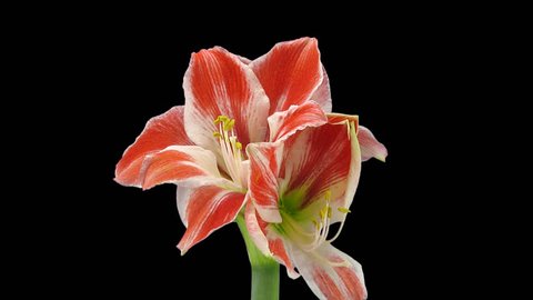 Time-lapse of rotating, growing and opening amaryllis “Carnival” Christmas flower 1d1 in PNG+ format with ALPHA transparency channel isolated on black background