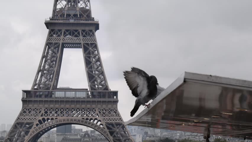 Paris, France - October, 2015 - Pigeon flying in front of the Tour Eiffel in slow motion.