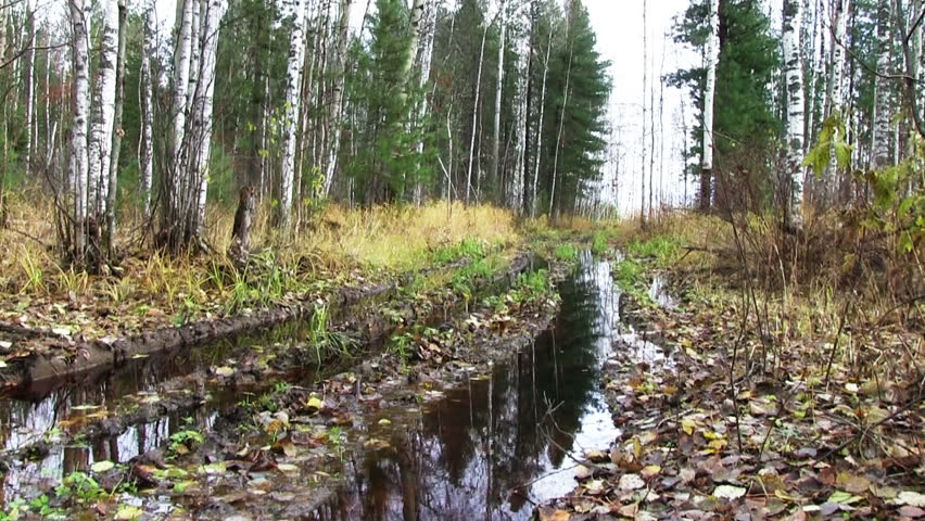 swamp with dark water in autumn forest