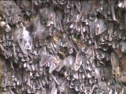 Wrinkled-lipped bats (Tadarida plicata) in Thailand