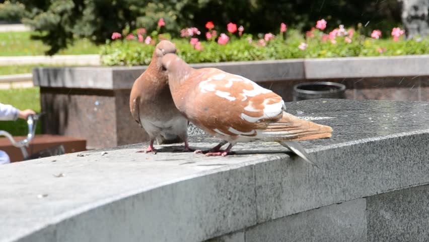Pigeons on a fountain