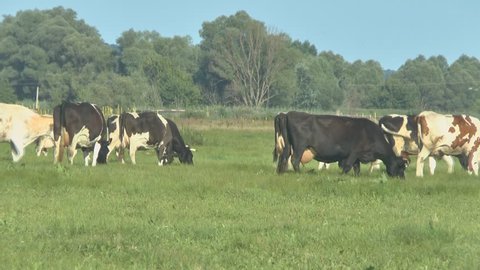 Cows grazing in fresh pastures