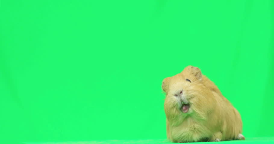 Green guinea shop pig