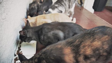 Animal shelter feeds a bunch of wild cats at the morning