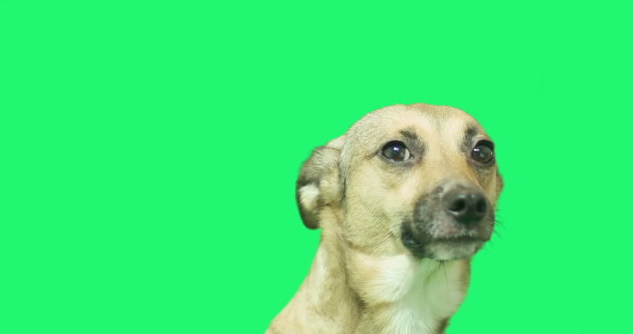 Funny green top screen videos