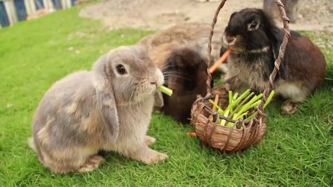 Cute Bunny Rabbit  holland lop Eating Grass and Carrot HD