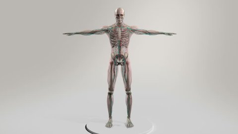 Male human anatomy showing full body rotation, bone structure and vascular system.
