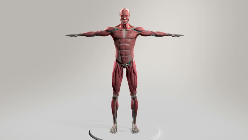 movable anatomy model online