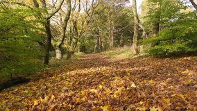 Beautiful Autumn in the park in Scotland, footage