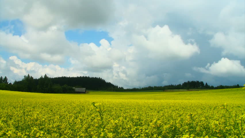 dramatic sky over a field of rapeseed, timelapse