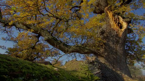 4K. Morning View of old oak tree. HDR Time Lapse Shot Motorized Slider