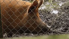 Red pig in the dirt behind wired fence, HD footage