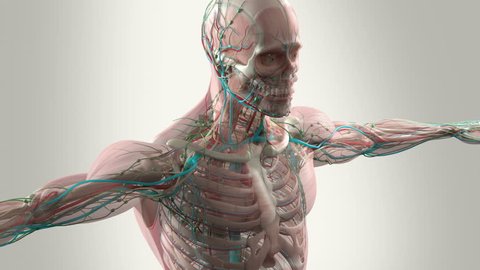 Human Anatomy Detail Shoulder Muscle Arteries Stock Illustration ...