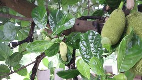 Jack fruit tree , video panning