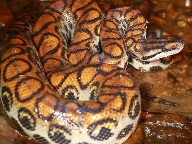 Rainbow boa (Epicrates cenchria) on a stream bed in rainforest at night, Ecuador