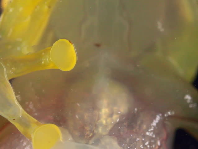 Glass Frog (Chimerella mariaelenae)  family Centrolenidae. Internal organs are visible through transparent underside. 
