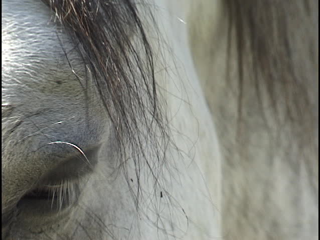 horse eye close up