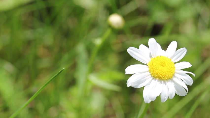 chamomile in the meadow