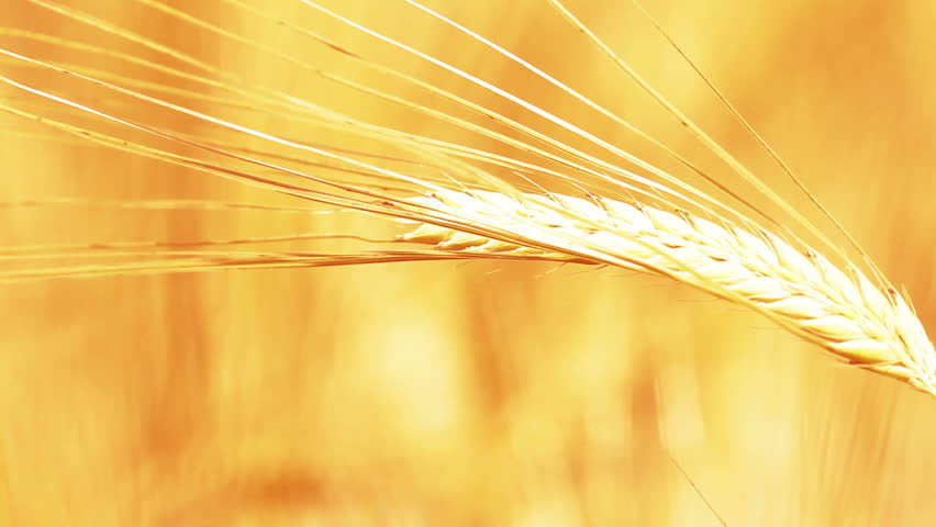 golden wheat field - 2 shots