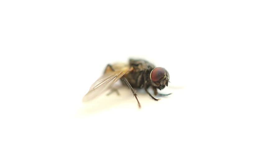 fly on a white background - 4 shots