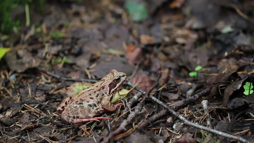frog in the forest - 2 shots