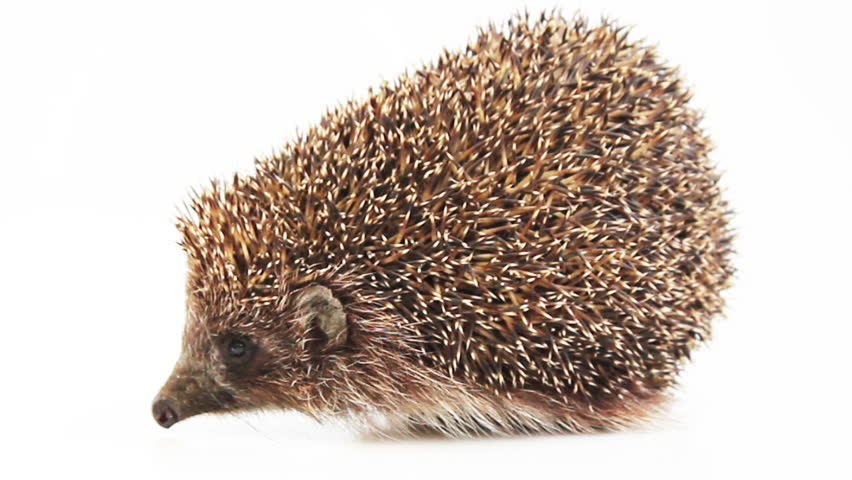small hedgehog on a white background - 3 shots