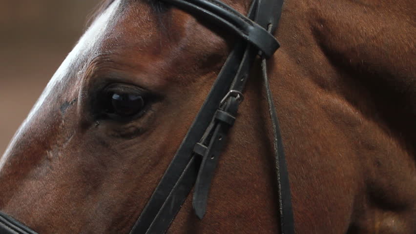 horse stables. close-up - 4 shots