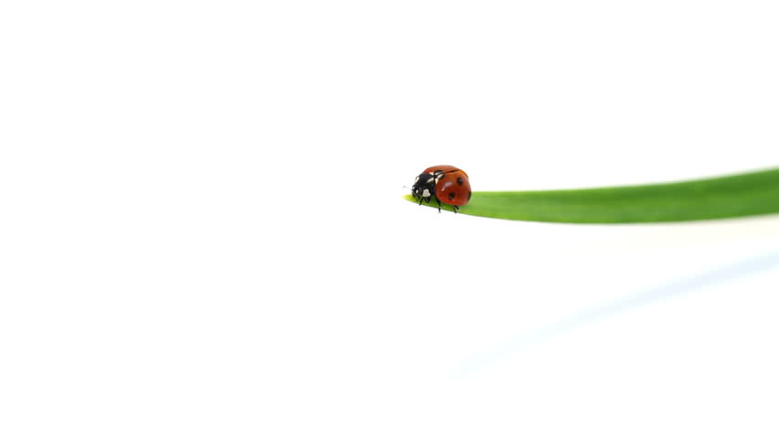 ladybug on green blade of grass - 3 shots