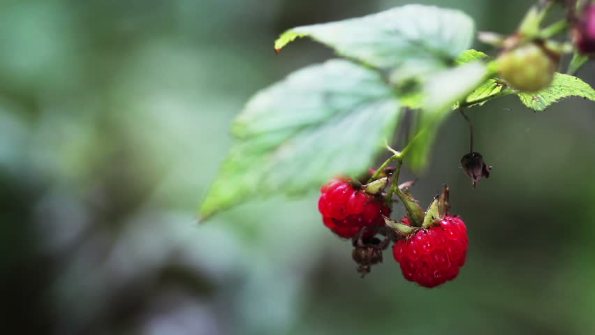 wild raspberries in the woods