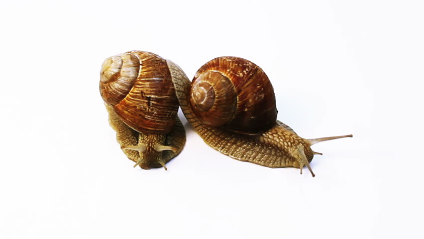 two snails crawl on a white background - 2 shots