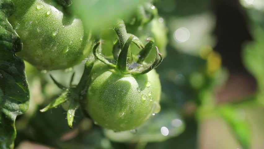 green tomatoes in the garden after the rain - 2 shots