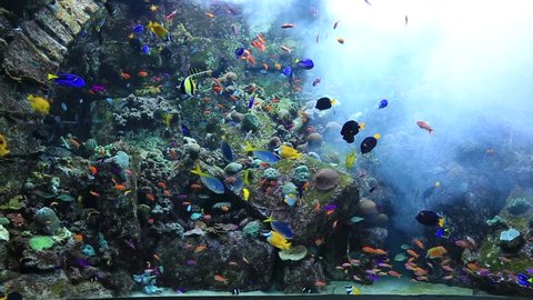tropical fish in Dubai aquarium