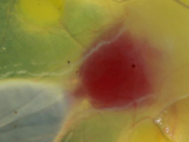Glass Frog (Hyalinobatrachium sp.). This frog is transparent and the internal organs can be seen from the underside.