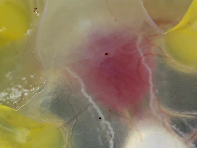 Glass Frog (Hyalinobatrachium sp.). This frog is transparent and the internal organs can be seen from the underside.