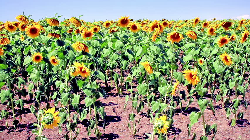 Sunflower field at Thrace region in summer 