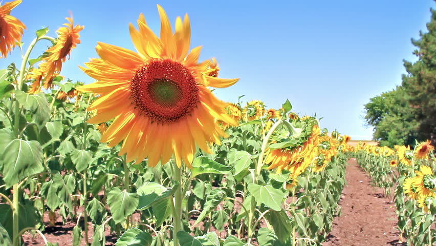Beautiful sunflower head in field in summer time 