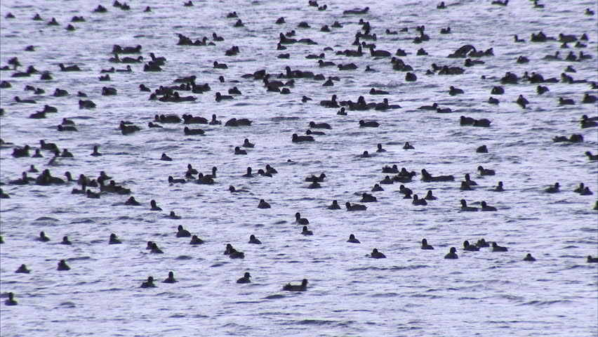 Migrating Coots on mountain lake