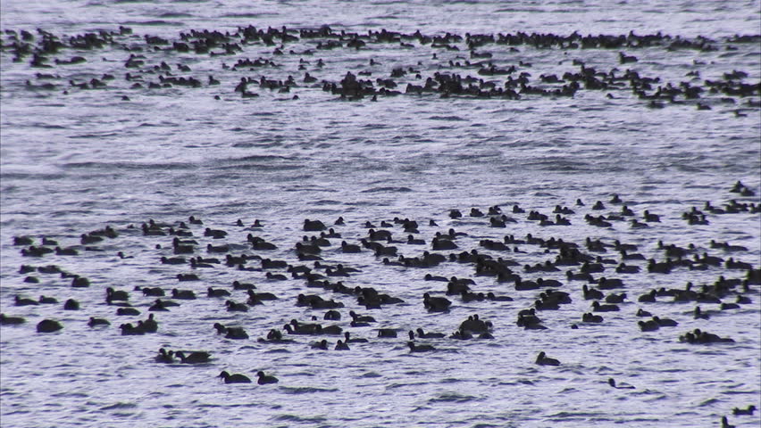 Migrating Coots on mountain lake