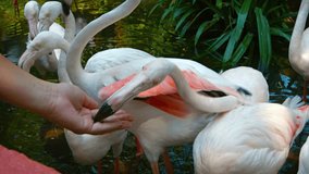 Video 3840x2160 - Closeup shot of greater flamingos. happily eating from a tourists hand in the interactive exhibit of a popular public zoo.