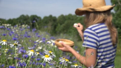 female herbalist woman pick daisy flowers between cornflower in summer field. Focus on flowers. Static shot. 4K