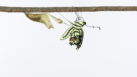 Stop motion lime butterfly emerging from chrysalis on white background. ( Begin )