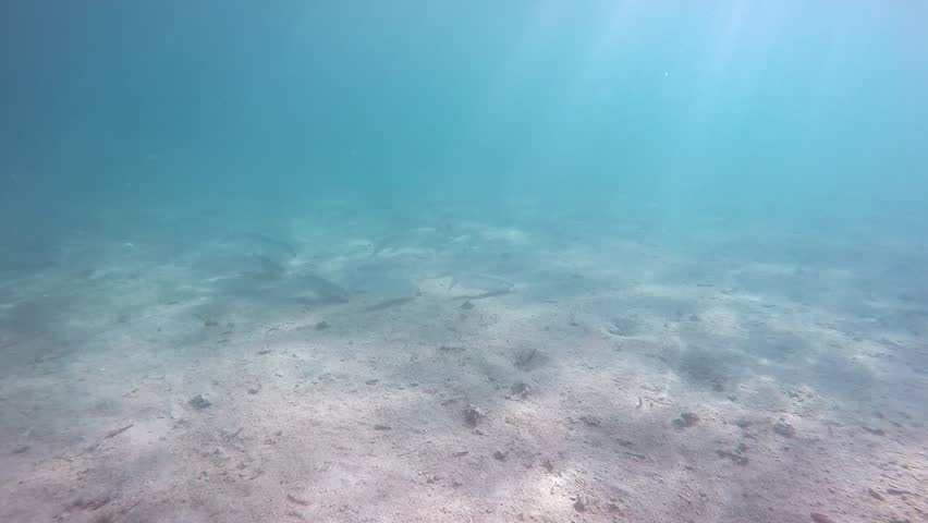 School of mullet fish swimming and feeding at sandy sea bottom.